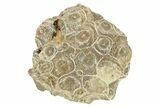 Rough Fossil Coral (Actinocyathus) From Morocco - 2" to 3" - Photo 3